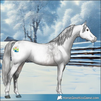 Horse Color:Gray Brown Sabino Appaloosa 