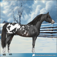 Horse Color:Gray Brown Sabino Appaloosa 