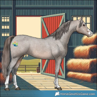 Horse Color:Brown Dun Appaloosa