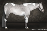 Horse Color:Gray Platinum Bay Dun Tobiano 
