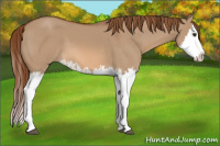 Horse Color:Red Dun Splash  and Red Dun Splash 