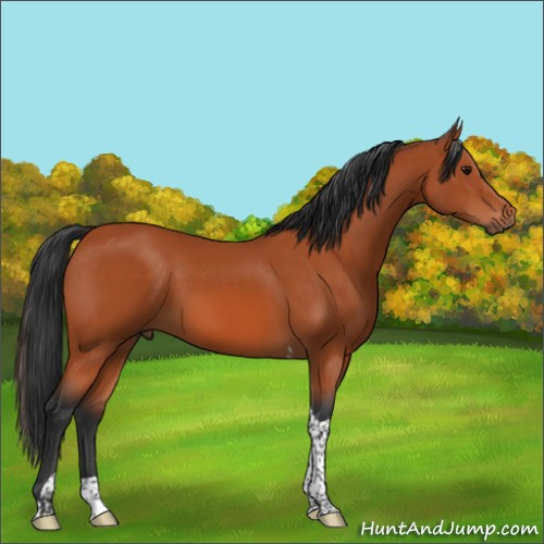 Horse Color:Bay Tobiano 
