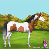Horse Color:Bay Roan Splash Tobiano Rabicano 
