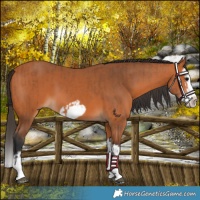 Horse Color:Bay Splash Frame  and Bay Splash Frame 