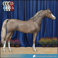Horse Color:Chocolate Palomino Appaloosa 