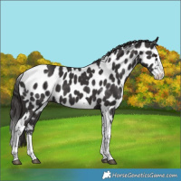 Horse Color:Smoky Black Sabino Splash Tobiano Near Leopard 