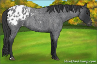 Horse Color:Blue Roan Appaloosa 