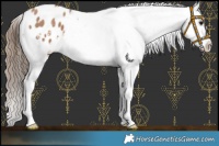 Horse Color:Black Pearl Blanket 