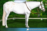 Horse Color:Buckskin Pearl Appaloosa 
