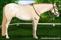 Horse Color:Buckskin Pearl Appaloosa