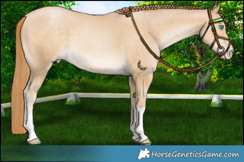 Horse Color:Buckskin Pearl 