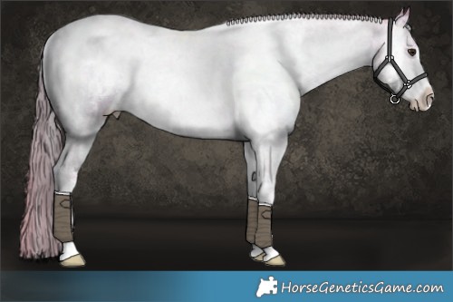 Horse Color:Watercolor White Spotted Liver Red Onyx Sabino Rabicano 