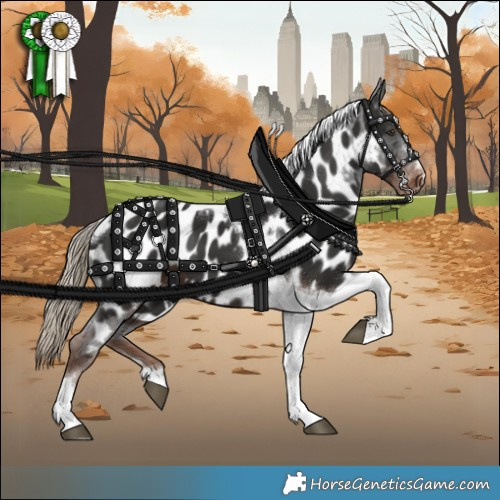 Horse Color:Liver Chestnut Tobiano Appaloosa 