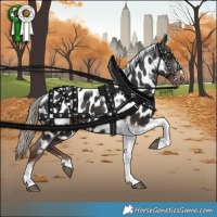 Horse Color:Liver Chestnut Tobiano Appaloosa