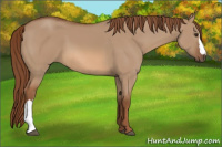 Horse Color:Red Dun 