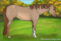 Horse Color:Red Dun 