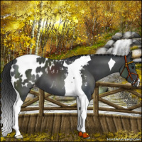Horse Color:Black Tobiano Appaloosa