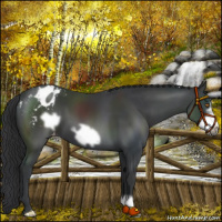 Horse Color:Black Frame Appaloosa