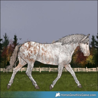 Horse Color:Bay Appaloosa  and Amber Champagne Appaloosa 