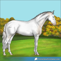 Horse Color:White Spotted Cremello Splash Tobiano Frame 