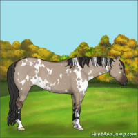 Horse Color:White Spotted Liver Red Dun