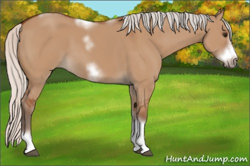 Horse Color:Unknown 