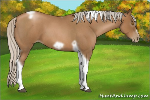 Horse Color:Unknown 