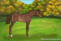 Horse Color:Liver Chestnut Rabicano 