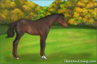 Horse Color:Liver Chestnut Rabicano