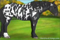 Horse Color:Black Appaloosa