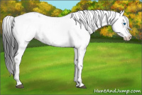 Horse Color:Black Frame Appaloosa