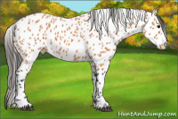 Horse Color:Bay Roan Splash Appaloosa 