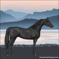 Horse Color:Black Frame 