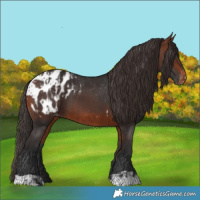 Horse Color:Bay Blanket  and Bay Blanket 