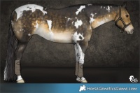 Horse Color:White Spotted Buckskin Tobiano Rabicano 