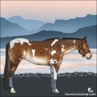 Horse Color:White Spotted Buckskin Tobiano Rabicano 