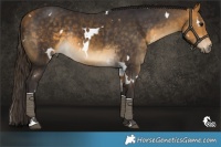 Horse Color:White Spotted Buckskin Rabicano 