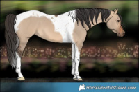 Horse Color:Bay Dun Tobiano 
