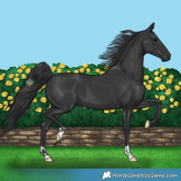 Horse Color:Black 