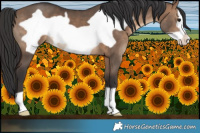 Horse Color:Brown Dun Frame 