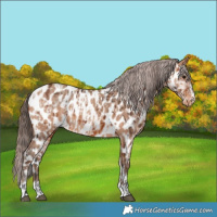 Horse Color:Bay Appaloosa  and Amber Champagne Appaloosa 