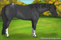 Horse Color:Blue Roan Tobiano 