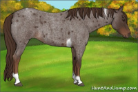 Horse Color:Liver Red Roan Tobiano 