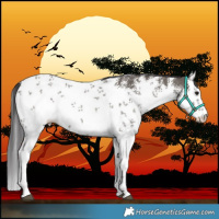 Horse Color:White Spotted Smoky Grullo Sabino