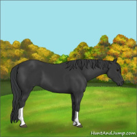 Horse Color:Black Tobiano Rabicano 