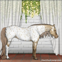 Horse Color:Chocolate Palomino Dun Appaloosa Rabicano 