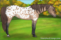 Horse Color:Bay Dun Appaloosa 