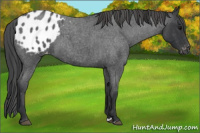 Horse Color:Blue Roan Appaloosa 