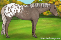 Horse Color:Silver Blue Roan Appaloosa 