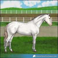 Horse Color:Bay Dun Appaloosa 